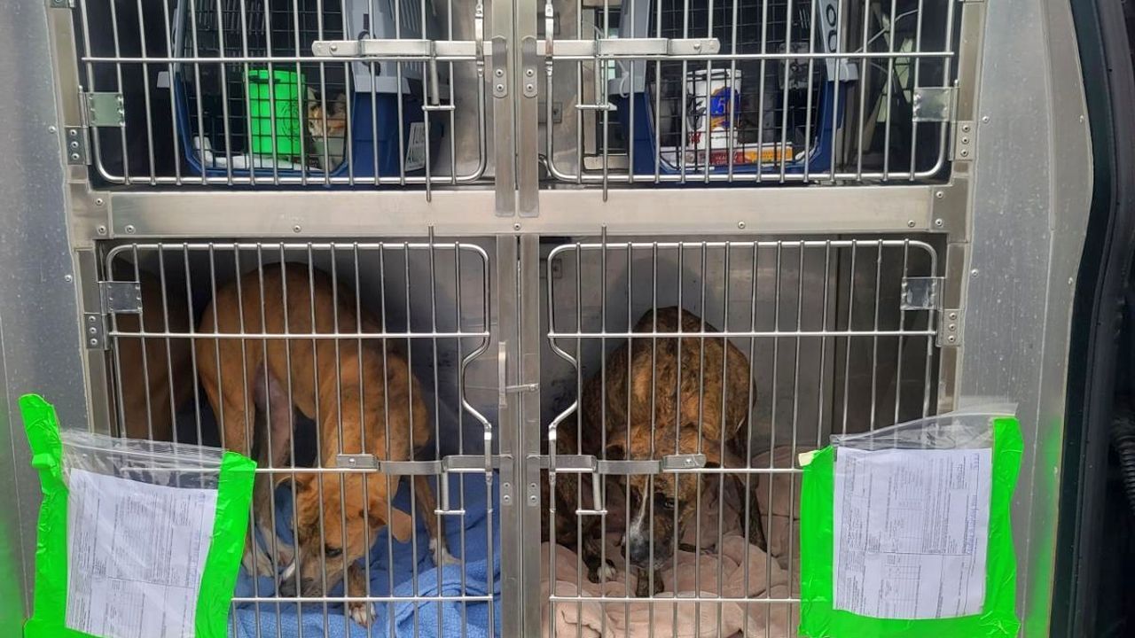 Hurricane Ida animals flown from Louisiana to Berks